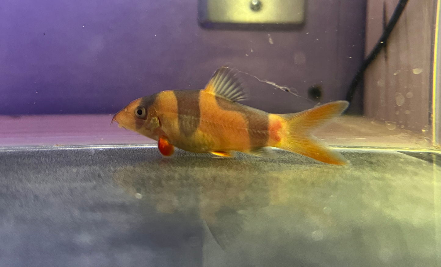 Clown Loach