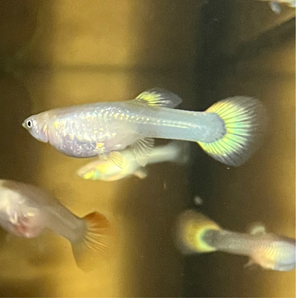 Blue Nebula Burst Guppy