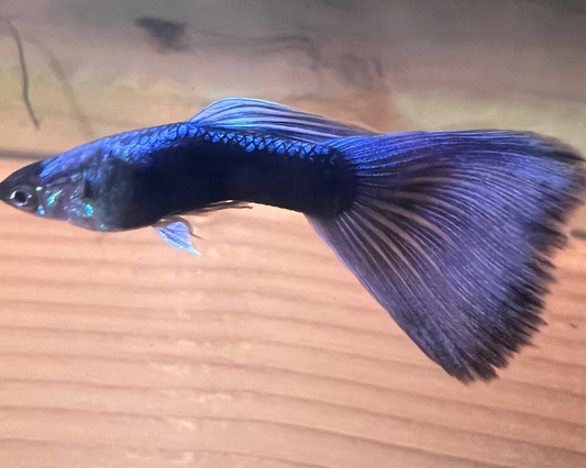 Blue Moscow Guppy