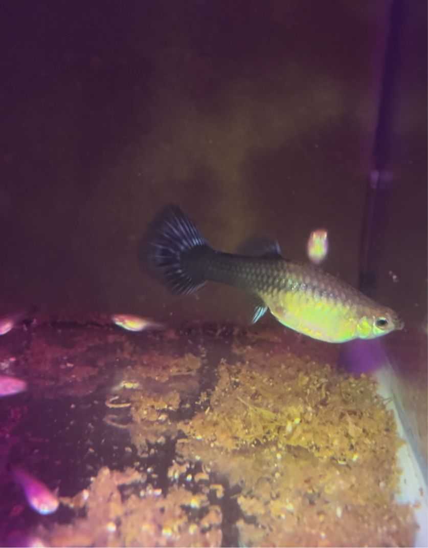 Blue Nebula Burst Guppy