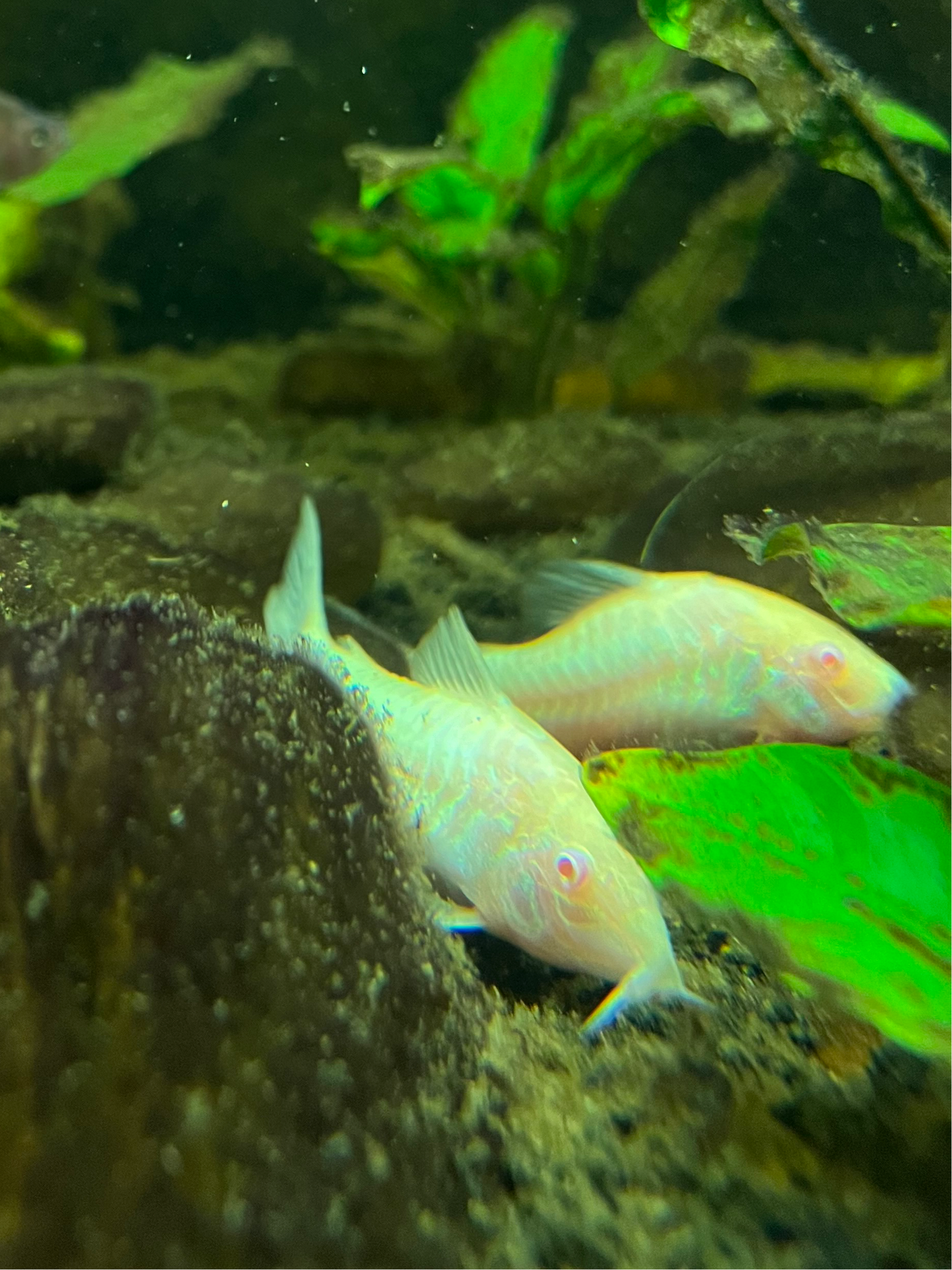 Albino Cory