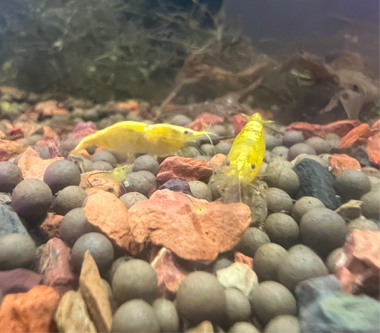 24k Yellow Golden Shrimp