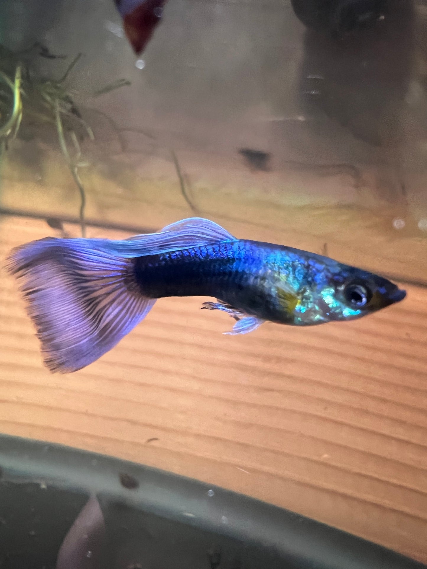 Blue Moscow Guppy