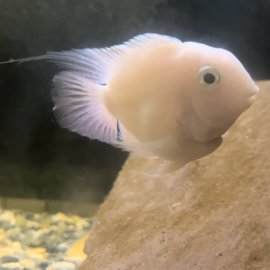 Snow White Parrot