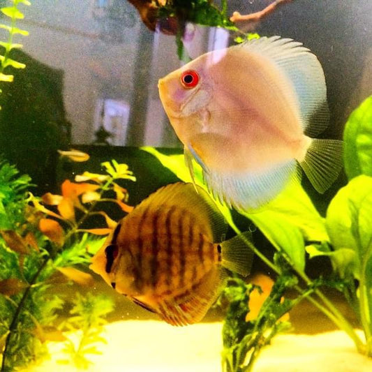 Discus