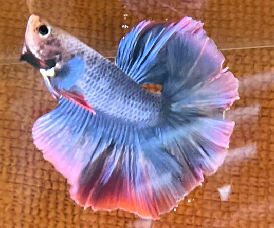 Elephant Ear Betta