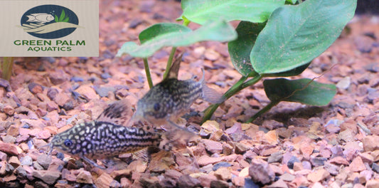 Corydoras Nanus